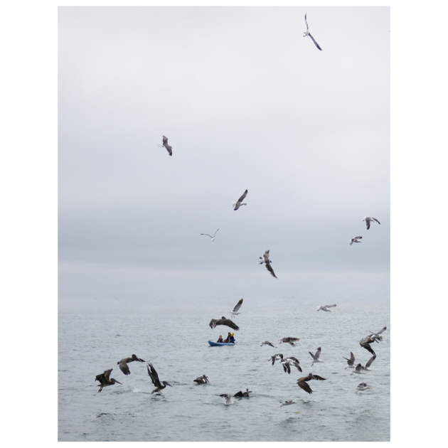 john sisley morro bay birds