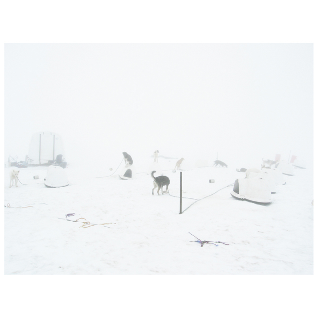 john sisley alaska dogs