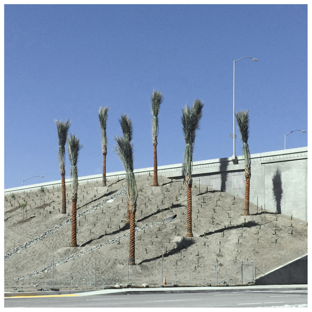 john sisley upward palms