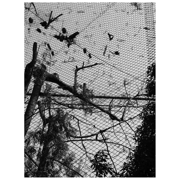 john sisley zoo cage